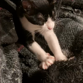 端午も正式譲渡決定で幸せいっぱいの画像