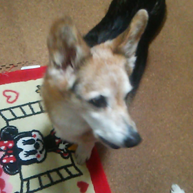 夕ごはん。の画像