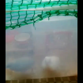 引っ越しの為❗の画像