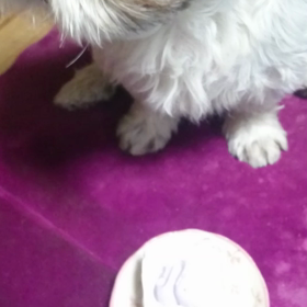 ケーキ食べる編の画像