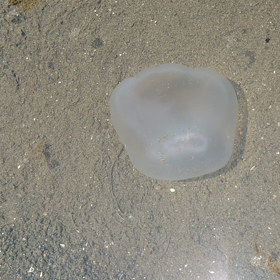 ずっと見ていられるの画像