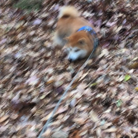 泳げサスケくん！の画像