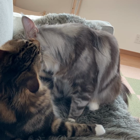 慰め合うにゃんずの画像