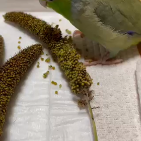 お便りありがとうございます！の画像