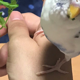 りんちゃん三回忌…の画像