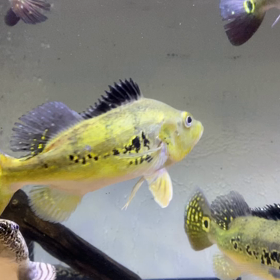 ☆キクラケルベリー！イエロースパイダー！☆ | サンズアクア