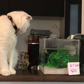 スコ丸の金魚の画像