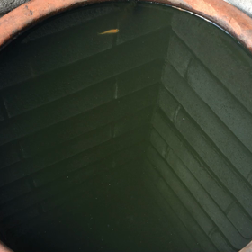 ともぞう家のいきもの6-2の画像