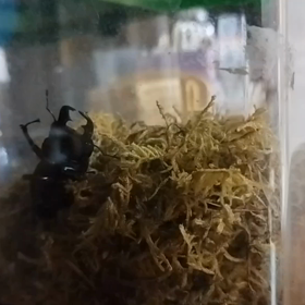 今日のヒラタさんの画像