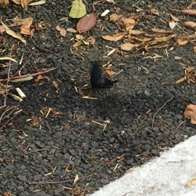 バタフライエフェクト…の画像