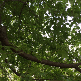 ウグイスの励まし♪の画像