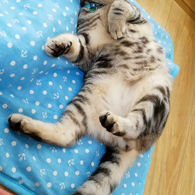 変わったネンネ!の画像