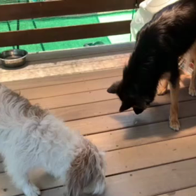 瞬殺！氷取られたあーの画像