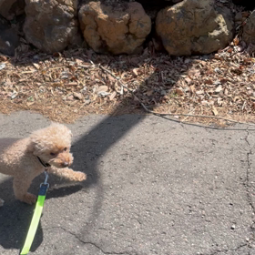 今月もランニング目標クリア！の画像
