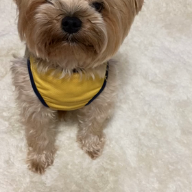 【動画】チロちゃんと会話（毎日の話し相手）の画像