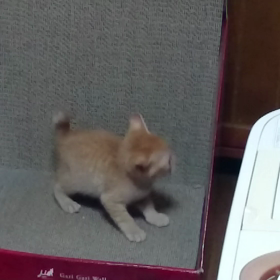 むぎっちゅ☆生後１ヶ月動画の画像