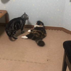 派手にやられたフリ？！の画像