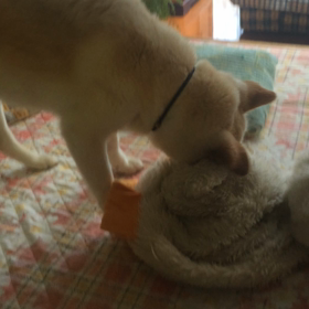 ごきげんの画像