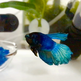 キラ君の可愛い動きの画像