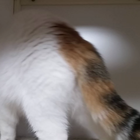 モモちゃんキレタ(笑)の画像