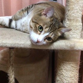 モモちゃん日記の画像