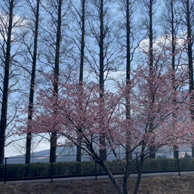 河津桜の画像