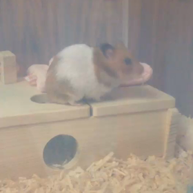 初動画✨鈴を鳴らすここちゃん✨の画像