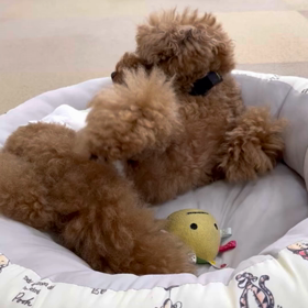 ひとりあそびちゅうの画像