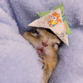 シマリスぷぅ レトロ横丁かぶとで＊こどもの日＊の画像