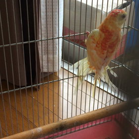 美声インコの画像