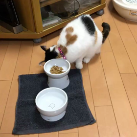 カリカリにマタタビふりかけたらこうなったの画像