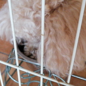 母わんこ、今日は血液検査の画像