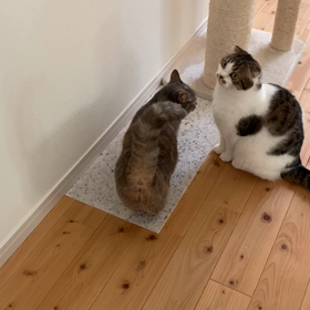 スタンバイしてたぁ　ステラちゃんとルナちゃんの画像