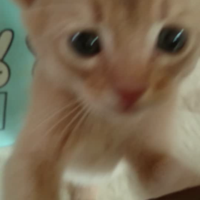 にゃー！の画像