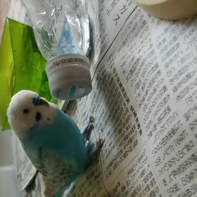 ペットボトル好きの画像