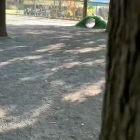 ハープ＆ホルン＆フルート君からのお便りですの画像