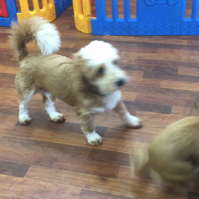 こう君VSチョッパー君の画像