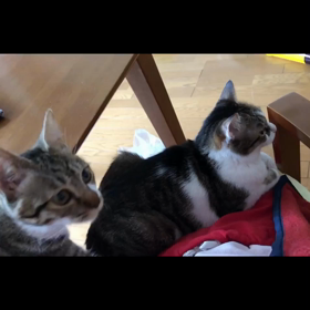 やっと確保できたママさんのお膝！の画像