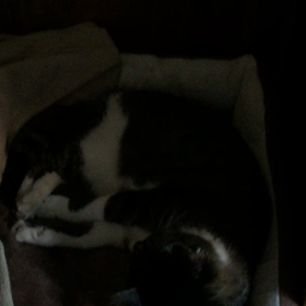 朝〜 まだ寝てるがの画像