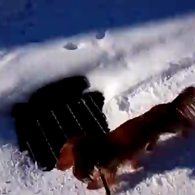 真冬日の北国では。の画像