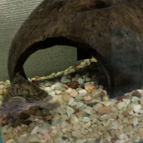 ぴょこちゃん❤︎の画像