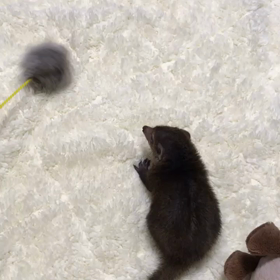 【クシマンセ】ビオラとねこじゃらしの画像