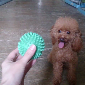 ボール遊びの画像