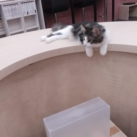 ノルウェージャンフォレストキャットの画像