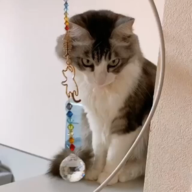 猫ちゃんとサンキャッチャーが仲良く遊んでる〜◡̈⃝︎⋆︎*の画像