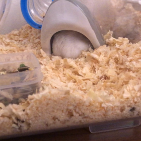 今朝のダイフクの画像