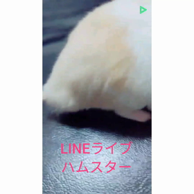 今日は仏壇の日、仏壇はありません(..)ビデオスルー大丈夫です(..)の画像