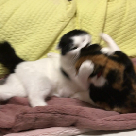 平和な戯れの画像