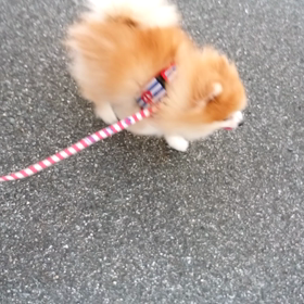 夕方のお散歩♩の画像