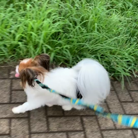 8月30日13わんこと1時間遠足  代々木公園の画像